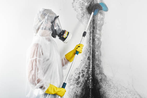 Best Mold Damage Restoration  in Muscle Shos, AL
