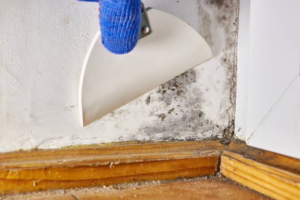 Best Basement Mold Removal  in Muscle Shos, AL